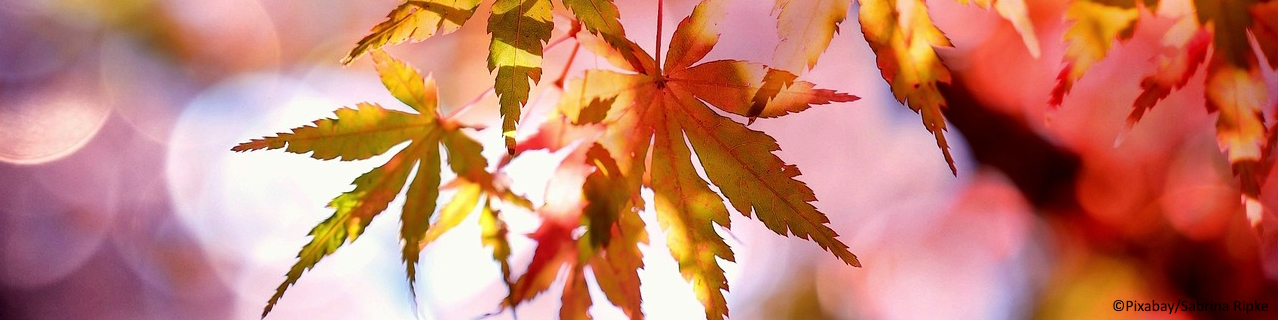  Herbst_Ahornblaetter_Bild_von_Sabrina_Ripke_auf_Pixabay.jpg